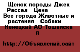 Щенок породы Джек Рассел › Цена ­ 50 000 - Все города Животные и растения » Собаки   . Ненецкий АО,Тошвиска д.